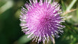 Miscela Epatica (Milk Thistle + Tarassaco + L-Glutatione)